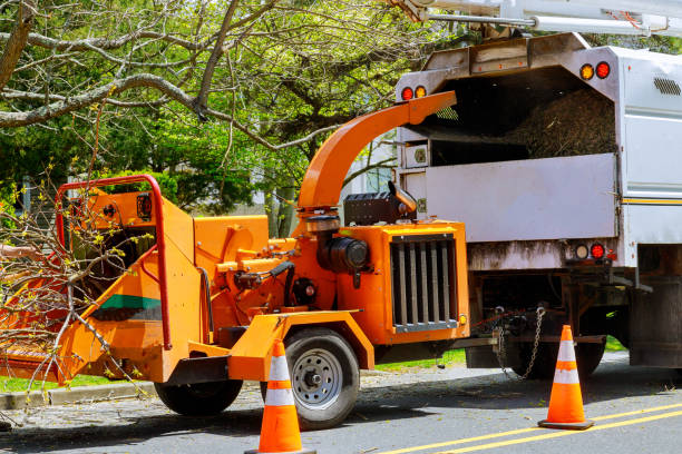 Best Tree Stump Removal  in Maan, ND